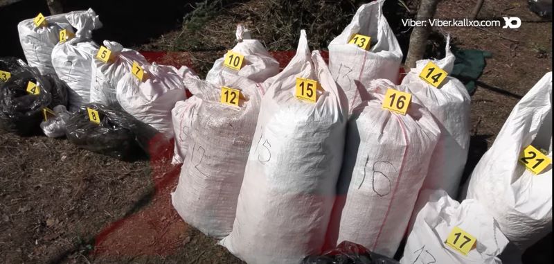 Marijuana Confiscated from the Plantation in Peja/Pec Mountain. Photo/BIRN