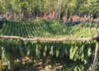 Marijuana Plantation in Peja/Pec Mountain. Photo/BIRN