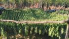 Marijuana Plantation in Peja/Pec Mountain. Photo/BIRN