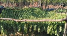 Marijuana Plantation in Peja/Pec Mountain. Photo/BIRN