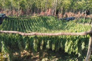 Marijuana Plantation in Peja/Pec Mountain. Photo/BIRN