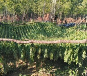 Marijuana Plantation in Peja/Pec Mountain. Photo/BIRN