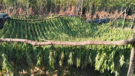 Marijuana Plantation in Peja/Pec Mountain. Photo/BIRN