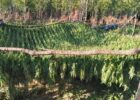 Marijuana Plantation in Peja/Pec Mountain. Photo/BIRN