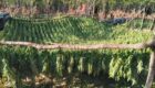 Marijuana Plantation in Peja/Pec Mountain. Photo/BIRN