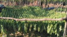 Marijuana Plantation in Peja/Pec Mountain. Photo/BIRN