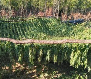 Marijuana Plantation in Peja/Pec Mountain. Photo/BIRN