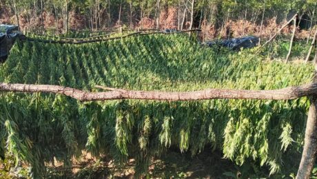 Marijuana Plantation in Peja/Pec Mountain. Photo/BIRN