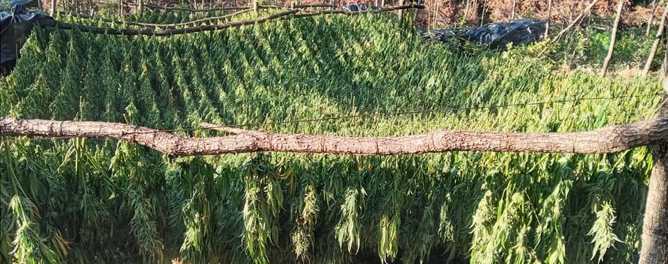 Marijuana Plantation in Peja/Pec Mountain. Photo/BIRN