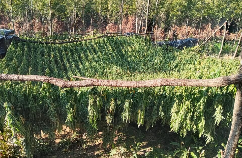 Marijuana Plantation in Peja/Pec Mountain. Photo/BIRN