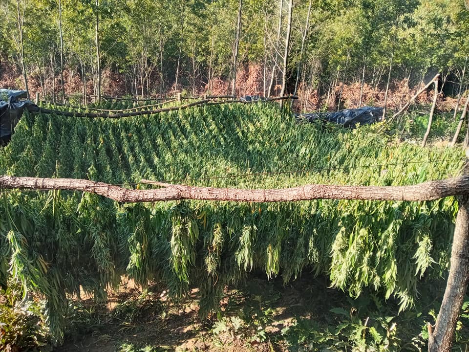 Marijuana Plantation in Peja/Pec Mountain. Photo/BIRN