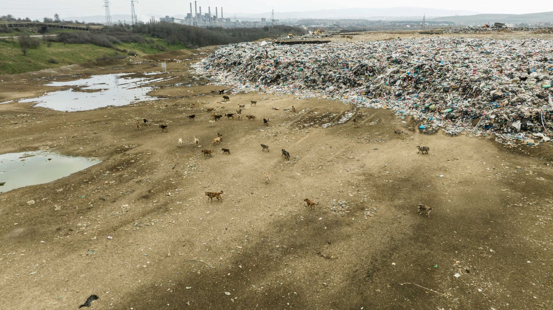 Stary dogs gathered at the waste landfill in Mirash, Obilic. Photo: BIRN/Denis Sllovinja